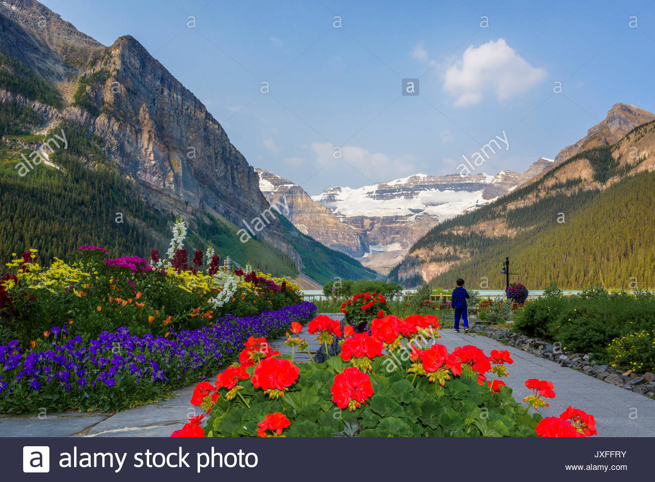 Banff National Park Flowers Stock Photos & Banff National Park Flowers