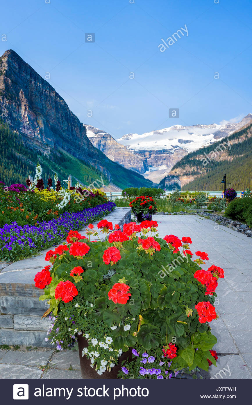 Banff National Park Flowers Stock Photos & Banff National Park Flowers