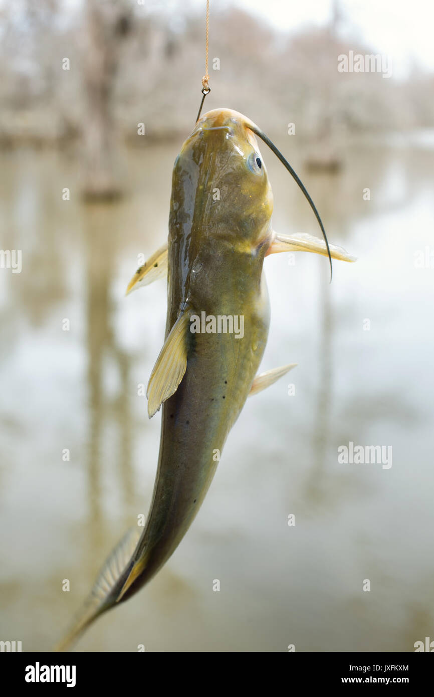 Catfish Caught in Freshwater Stock Photo - Alamy