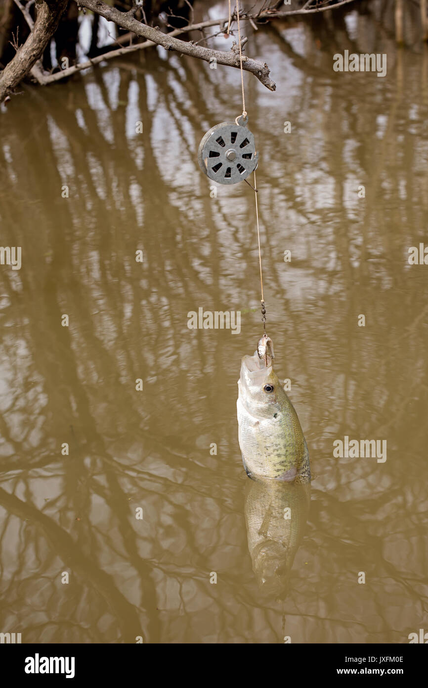 White Perch Caught in Bayou on Live Bait Stock Photo