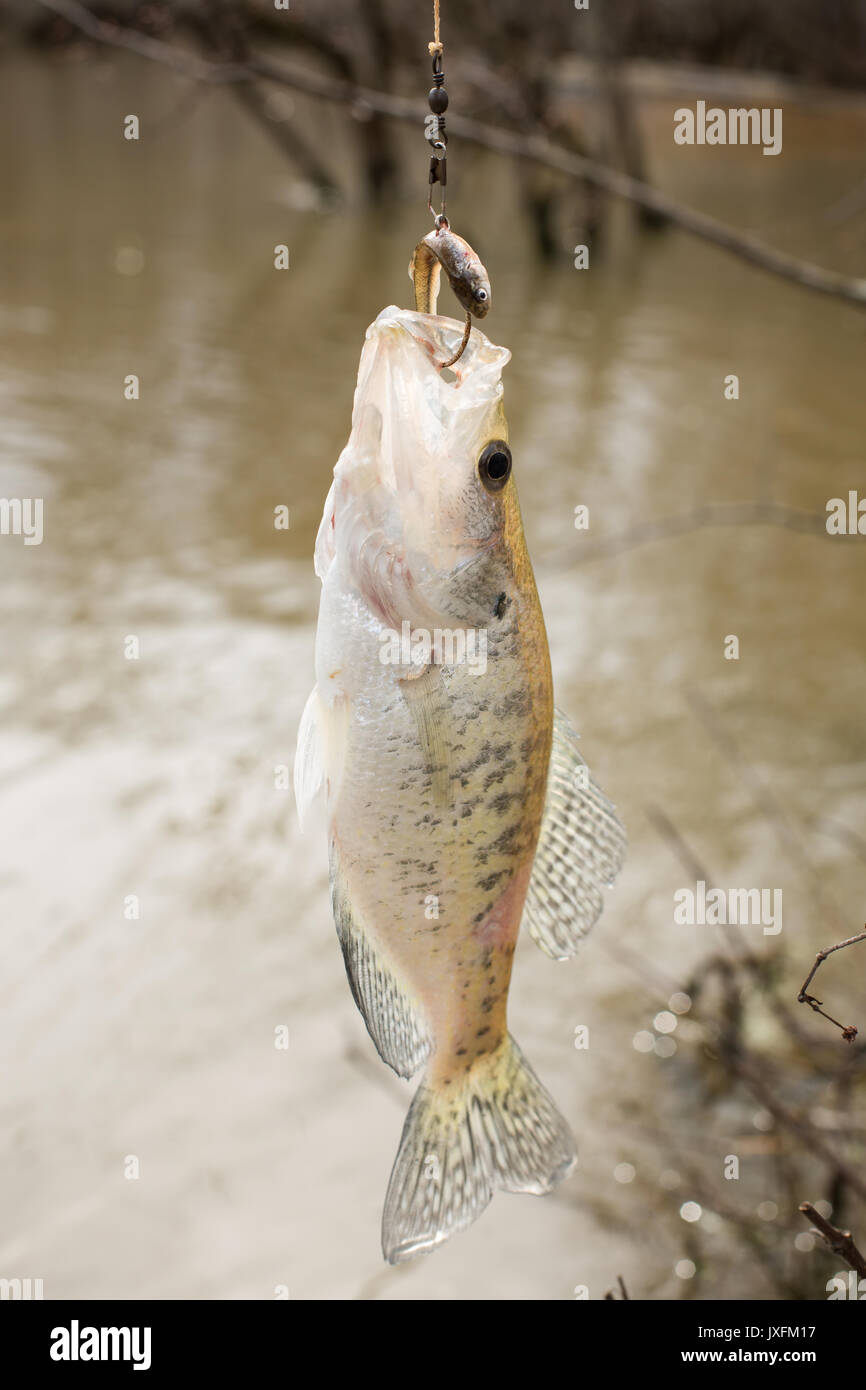 White Perch Caught in Bayou on Live Bait Stock Photo