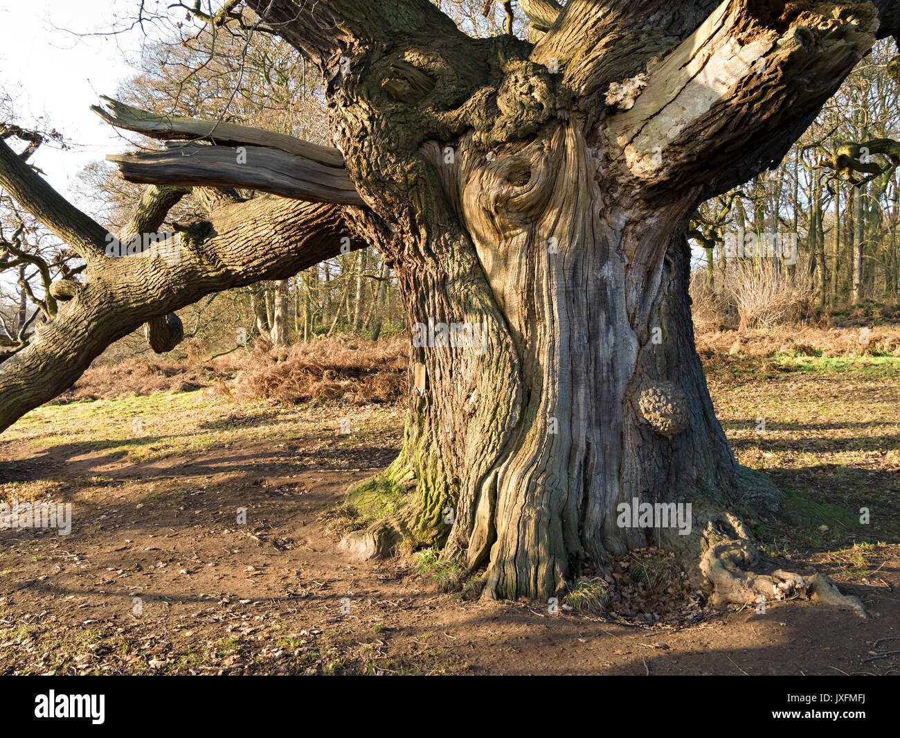 Old ancient English Oak tree near to National Forest Way, Ticknall