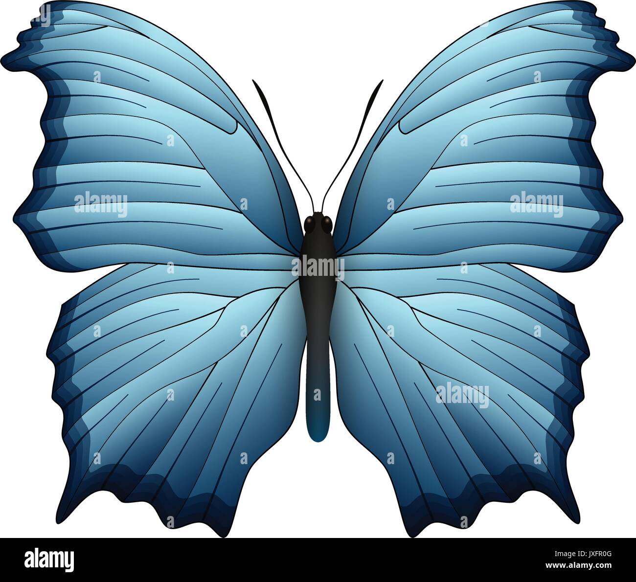 Beautiful butterfly isolated on a white background Stock Vector Image ...