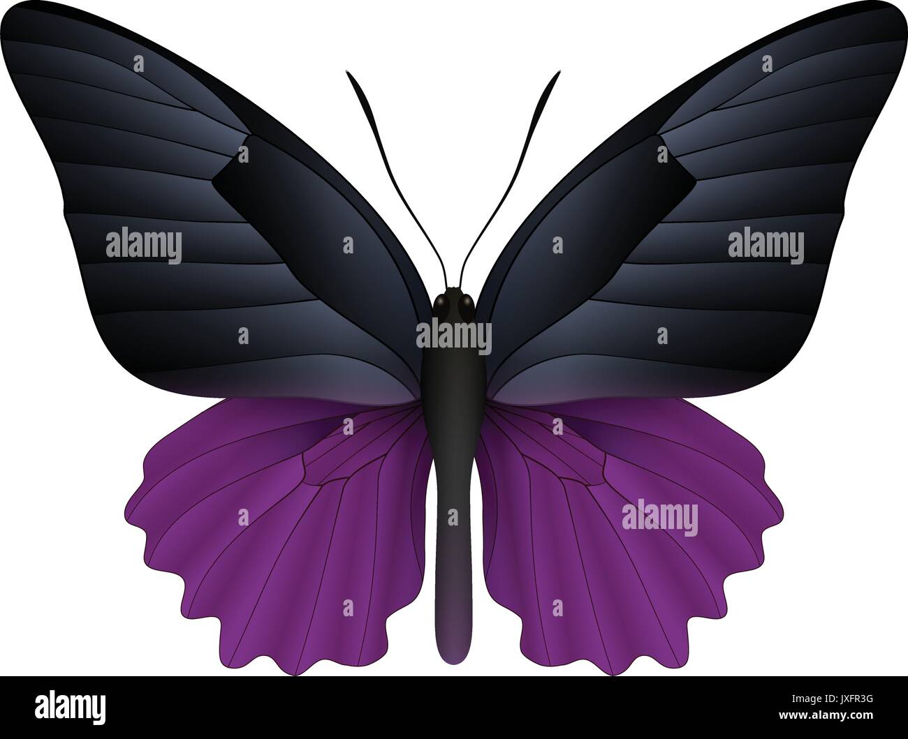 Beautiful butterfly isolated on a white background Stock Vector Image ...
