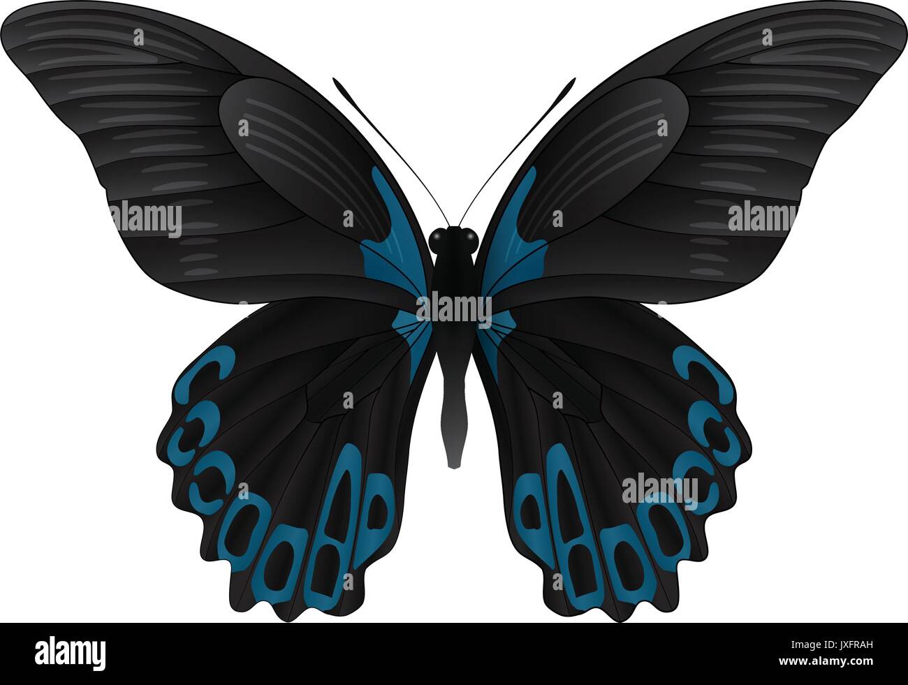 Beautiful butterfly isolated on a white background Stock Vector Image ...