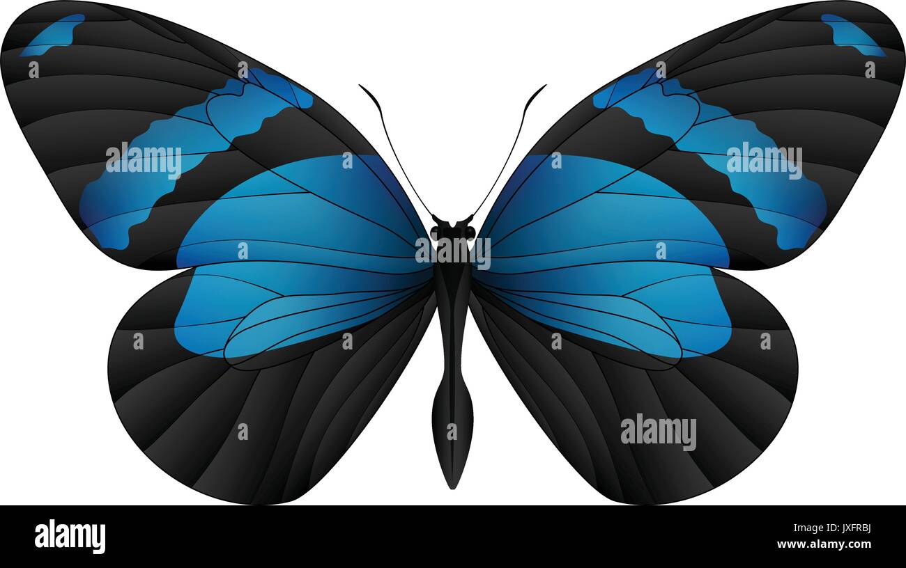 Beautiful butterfly isolated on a white background Stock Vector Image ...