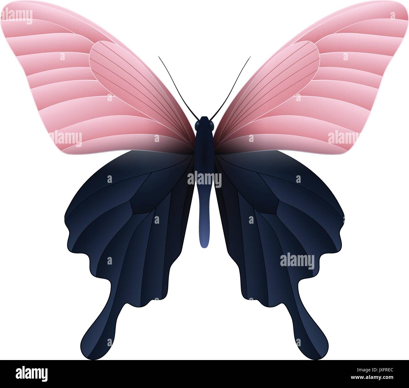 Beautiful butterfly isolated on a white background Stock Vector Image ...