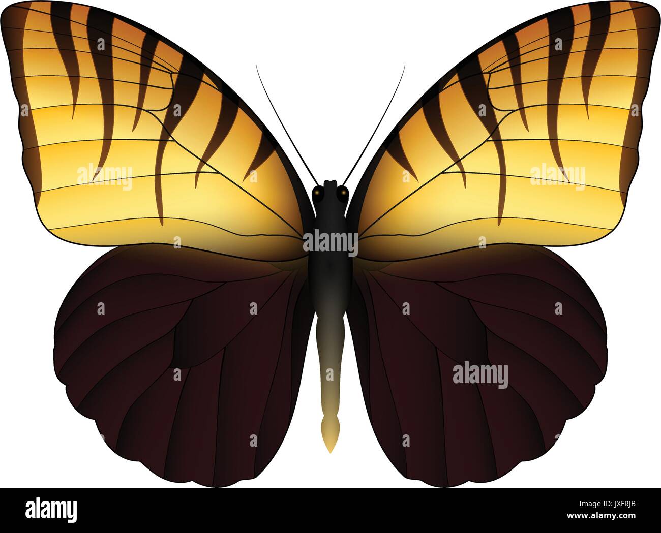 Beautiful butterfly isolated on a white background Stock Vector Image ...