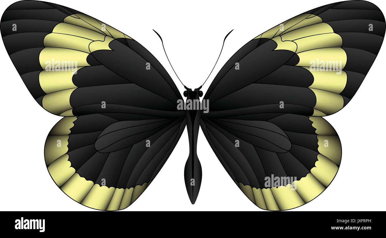 Beautiful butterfly isolated on a white background Stock Vector Image ...