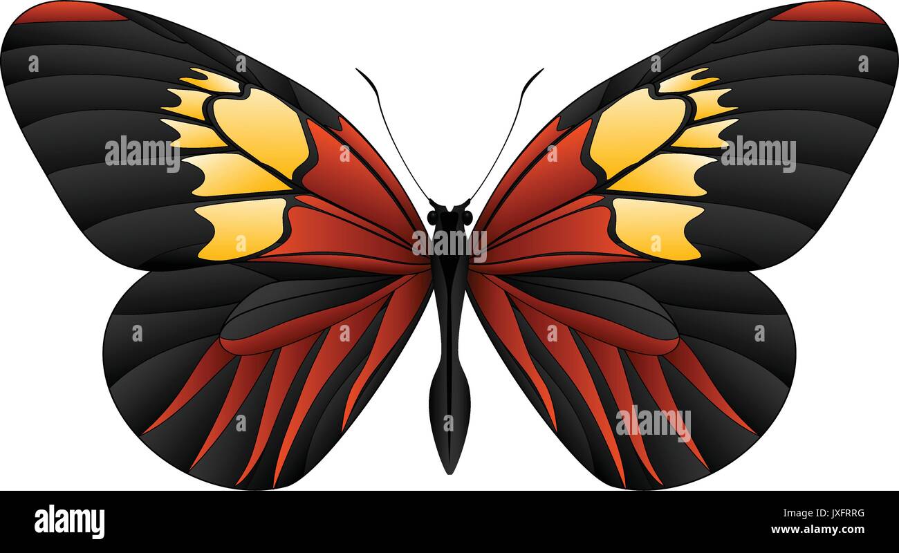 Beautiful butterfly isolated on a white background Stock Vector Image ...
