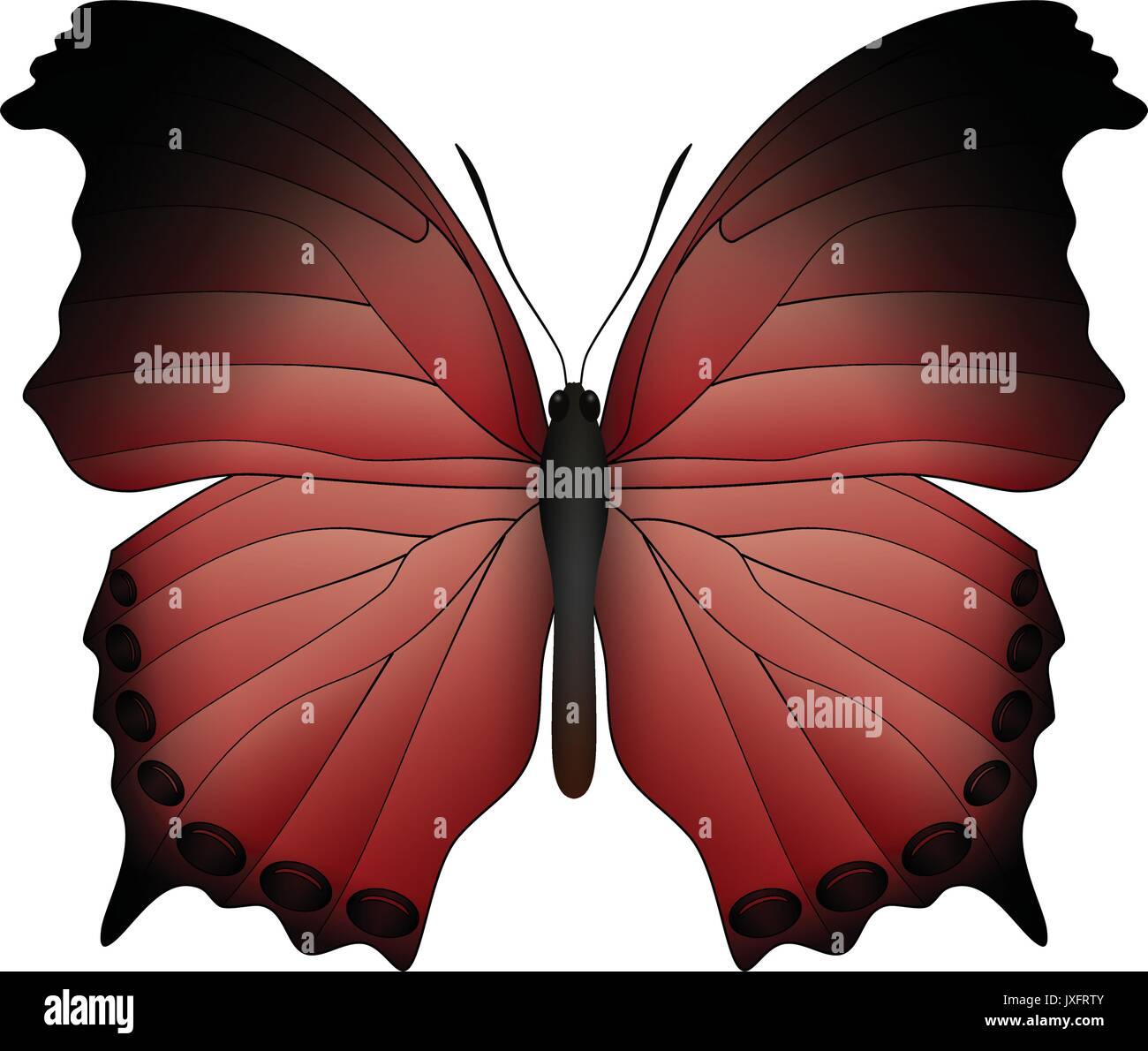 Beautiful butterfly isolated on a white background Stock Vector Image ...