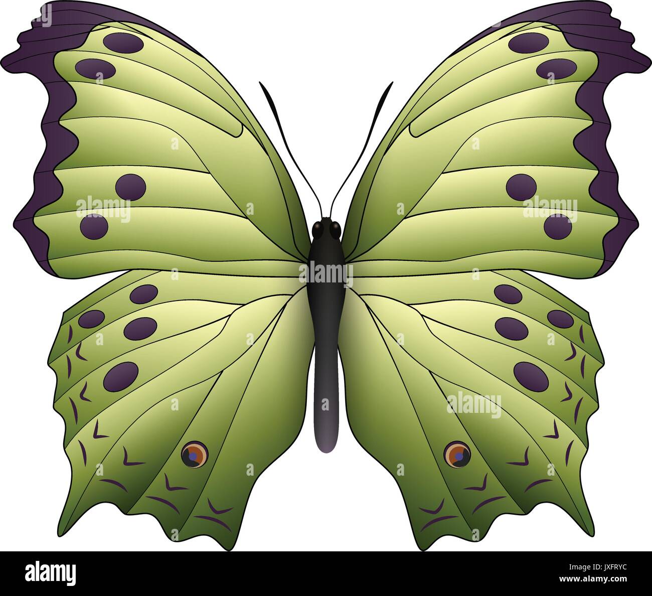Beautiful butterfly isolated on a white background Stock Vector Image ...
