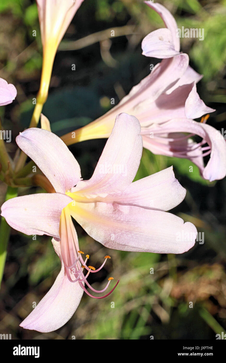 A close up of Naked Lady open blossoms. Stock Photo