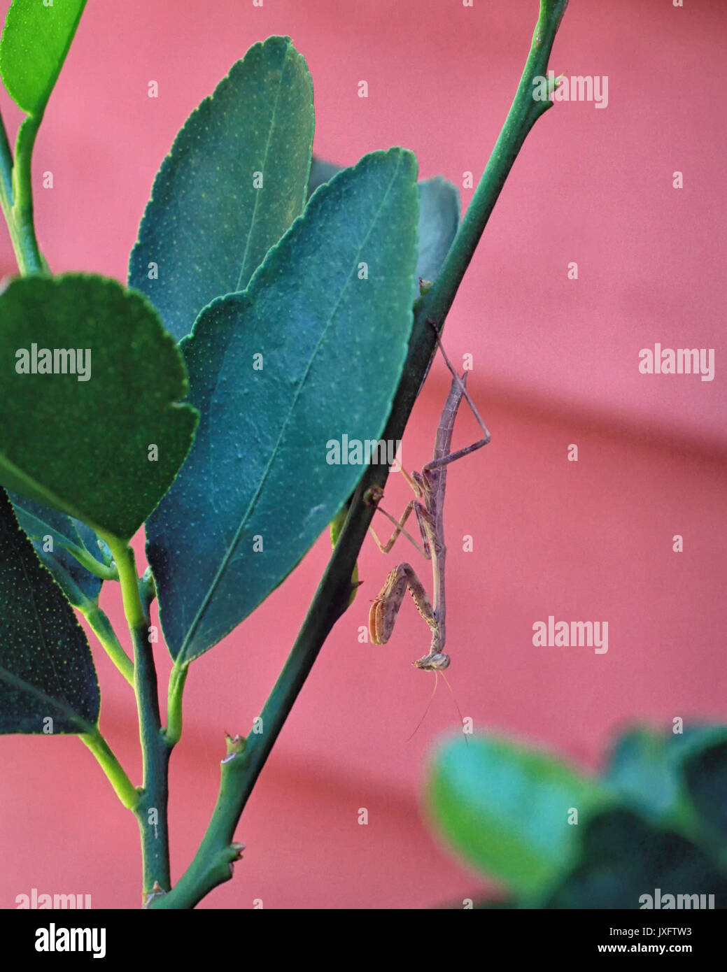 A young praying mantis hangs upside down from the branch of a lemon tree. Stock Photo