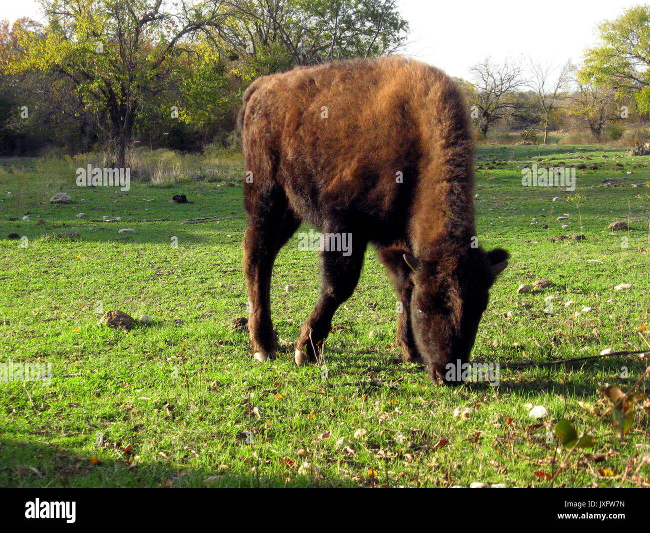 A young bison grazes in green pasture at Chickasaw National Recreation Area in Sulphur Oklahoma. Stock Photo
