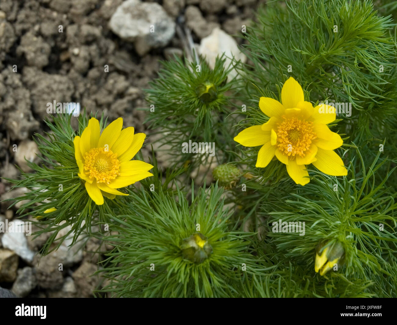 yellow flowers of pheasant´s eye Stock Photo - Alamy