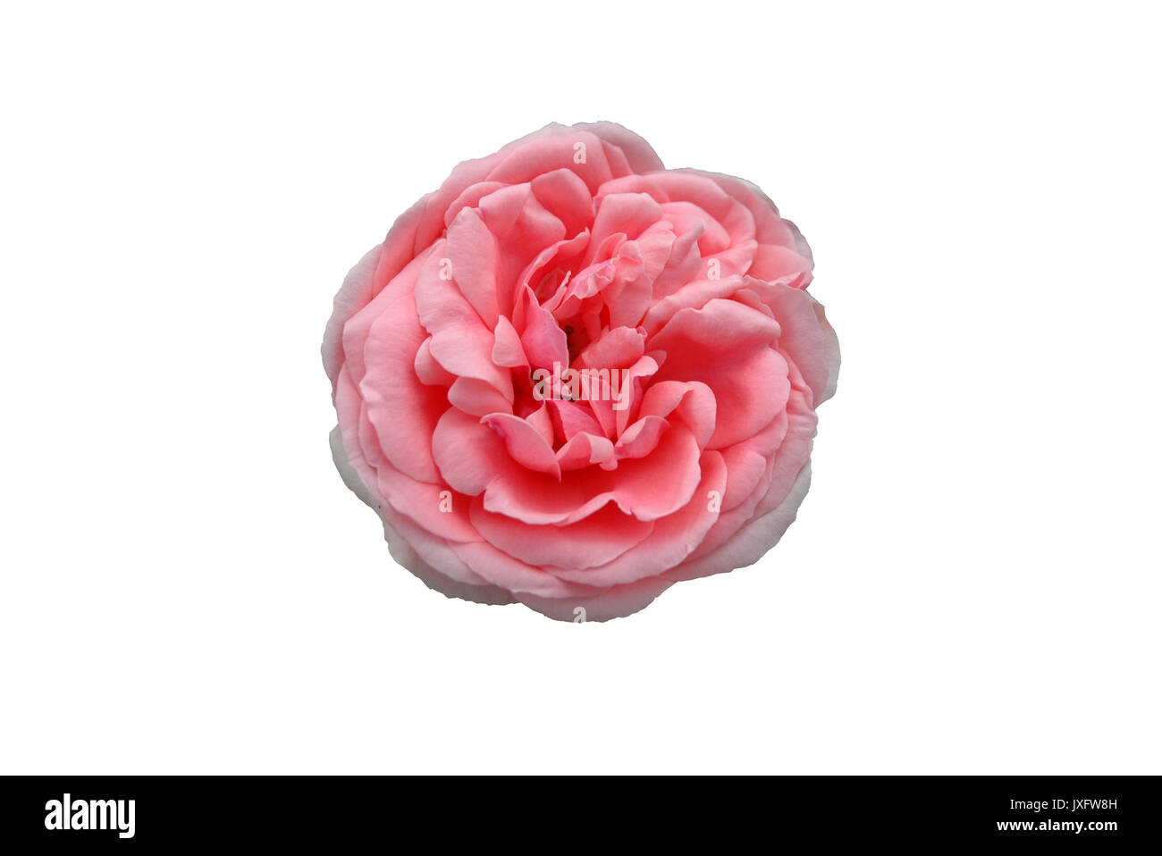 isolated pink rose Stock Photo - Alamy
