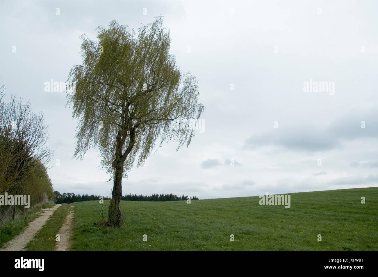 landscape with birch tree, meadow, forest and country lane Stock Photo