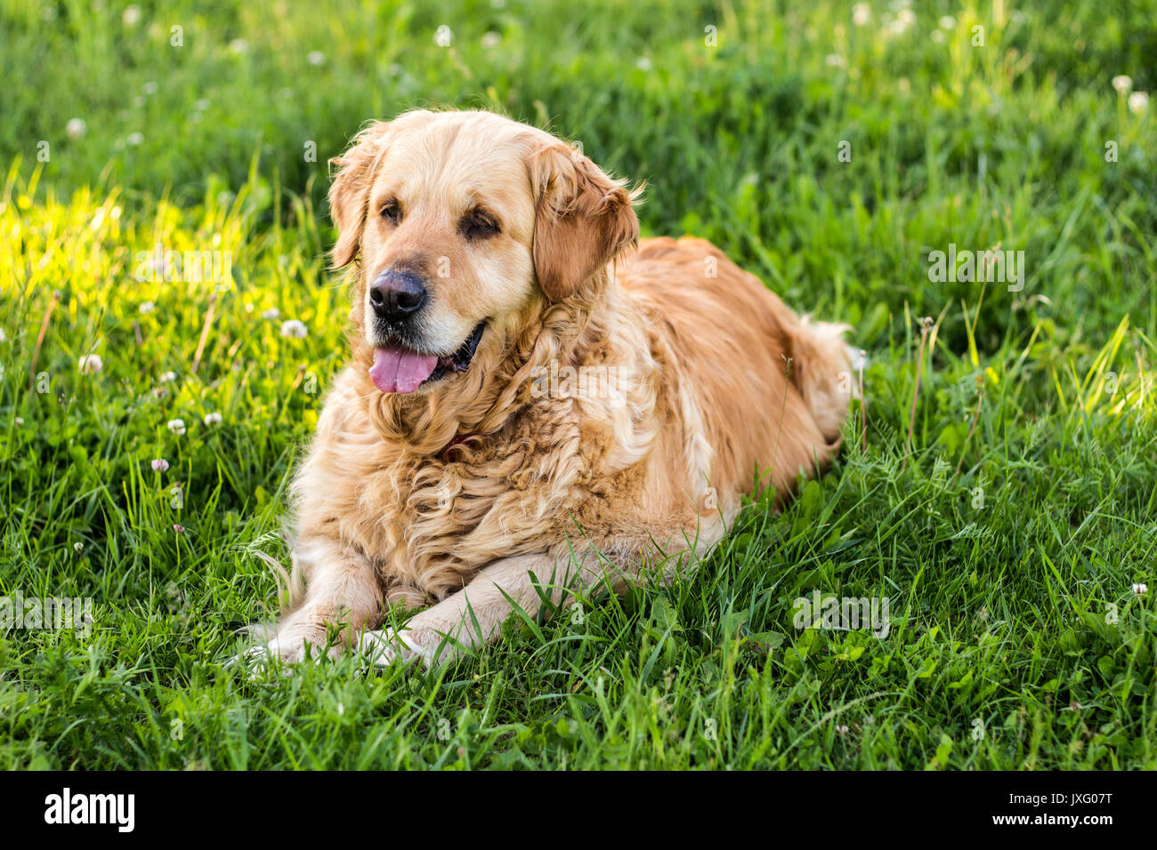 old golden retriever dog Stock Photo Alamy