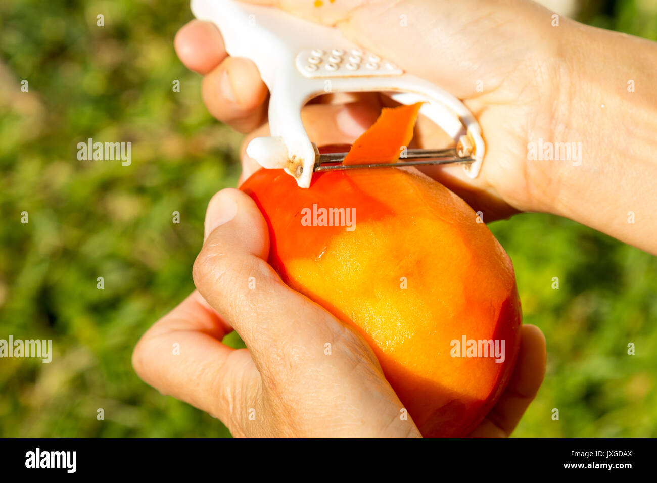 Hand holding and peeling kaki (Fuyu persimmon) fruit Stock Photo