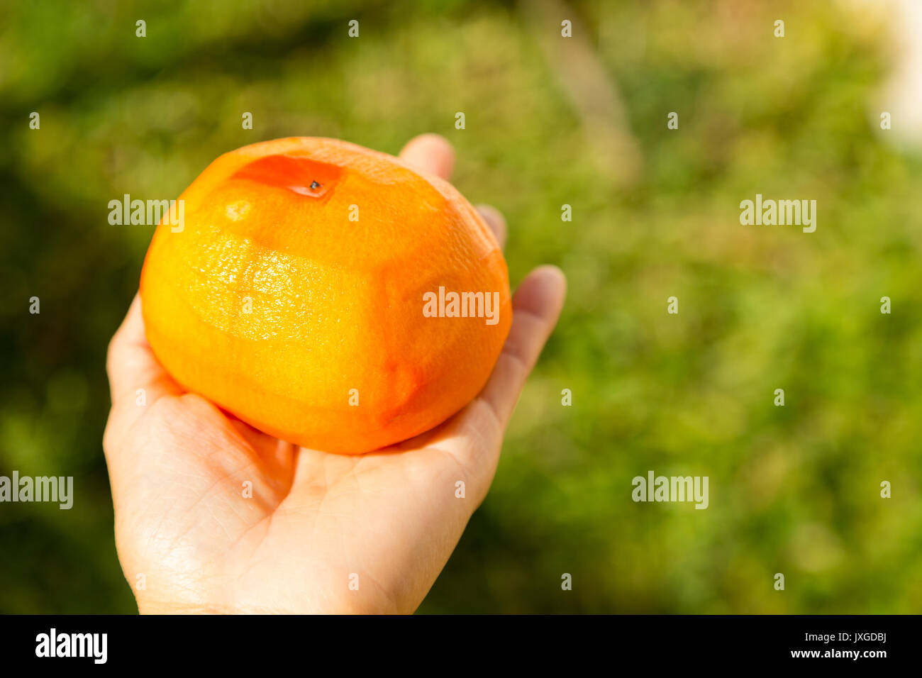 Hand holding peeled kaki (Fuyu persimmon) fruit Stock Photo