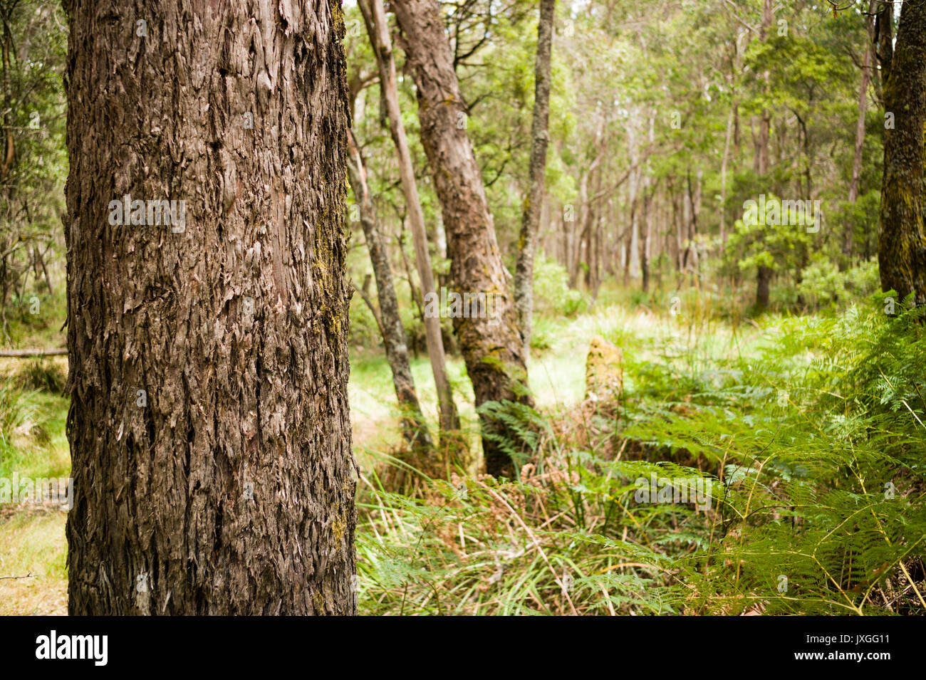 Rough tree bark with Australian bushland behind Stock Photo