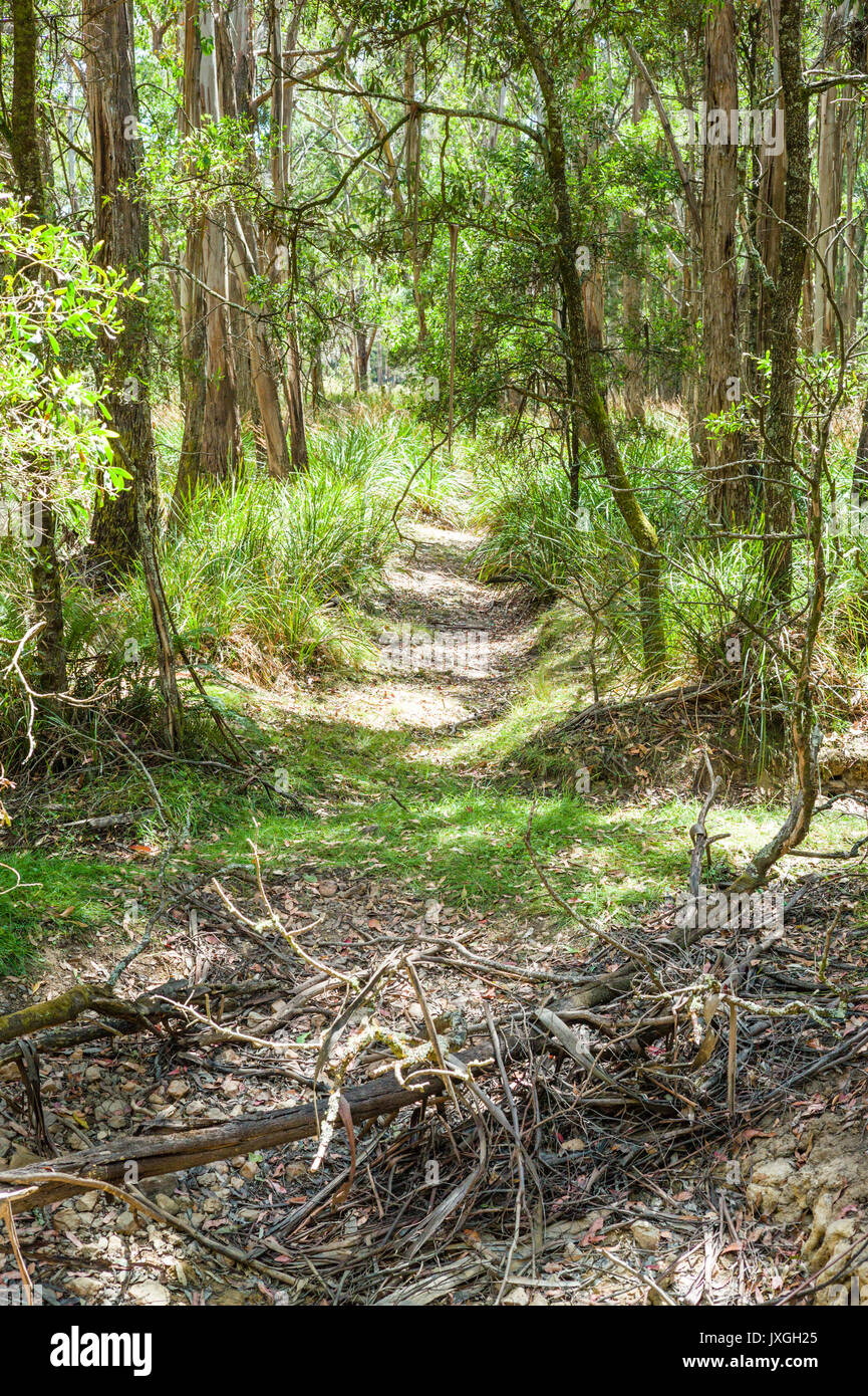 Bush track through bushland near Melbourne, Victoria, Australia Stock Photo