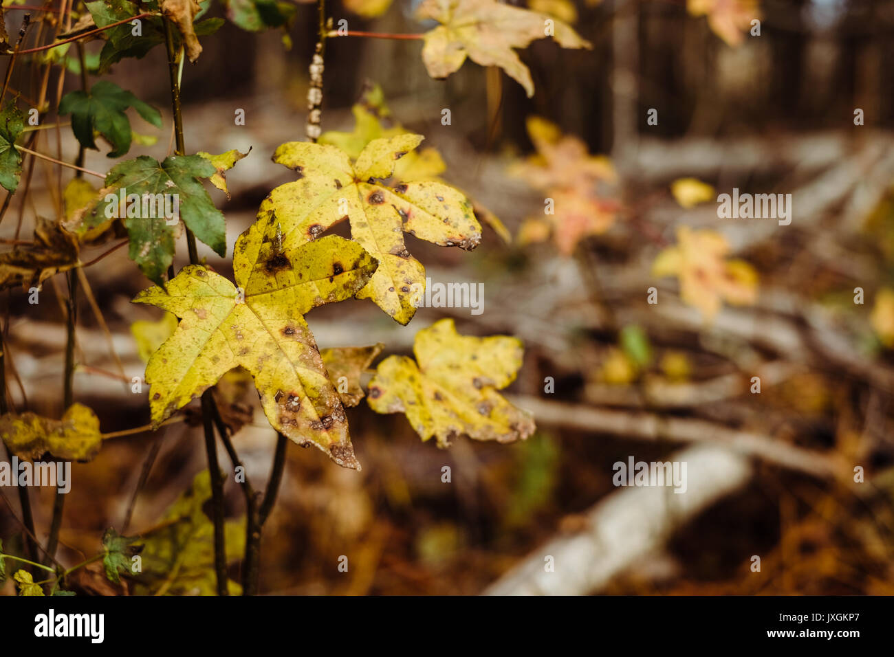 Yellow oak leaves in a dense forest turning color during the autumn season. Stock Photo