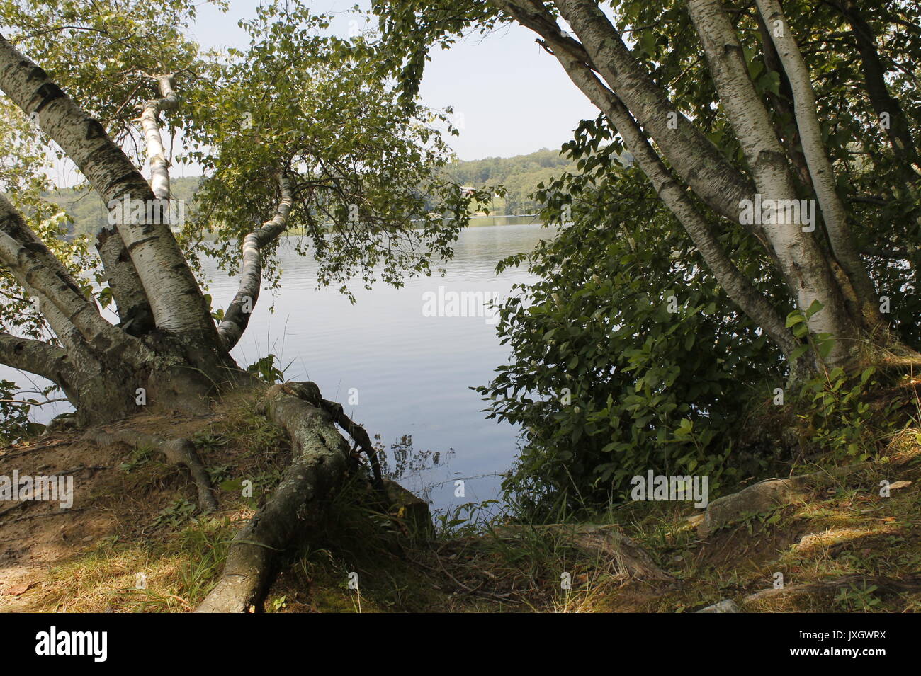 Birch trees overlooking Indian Notch Lake in Bolton, Connecticut Stock