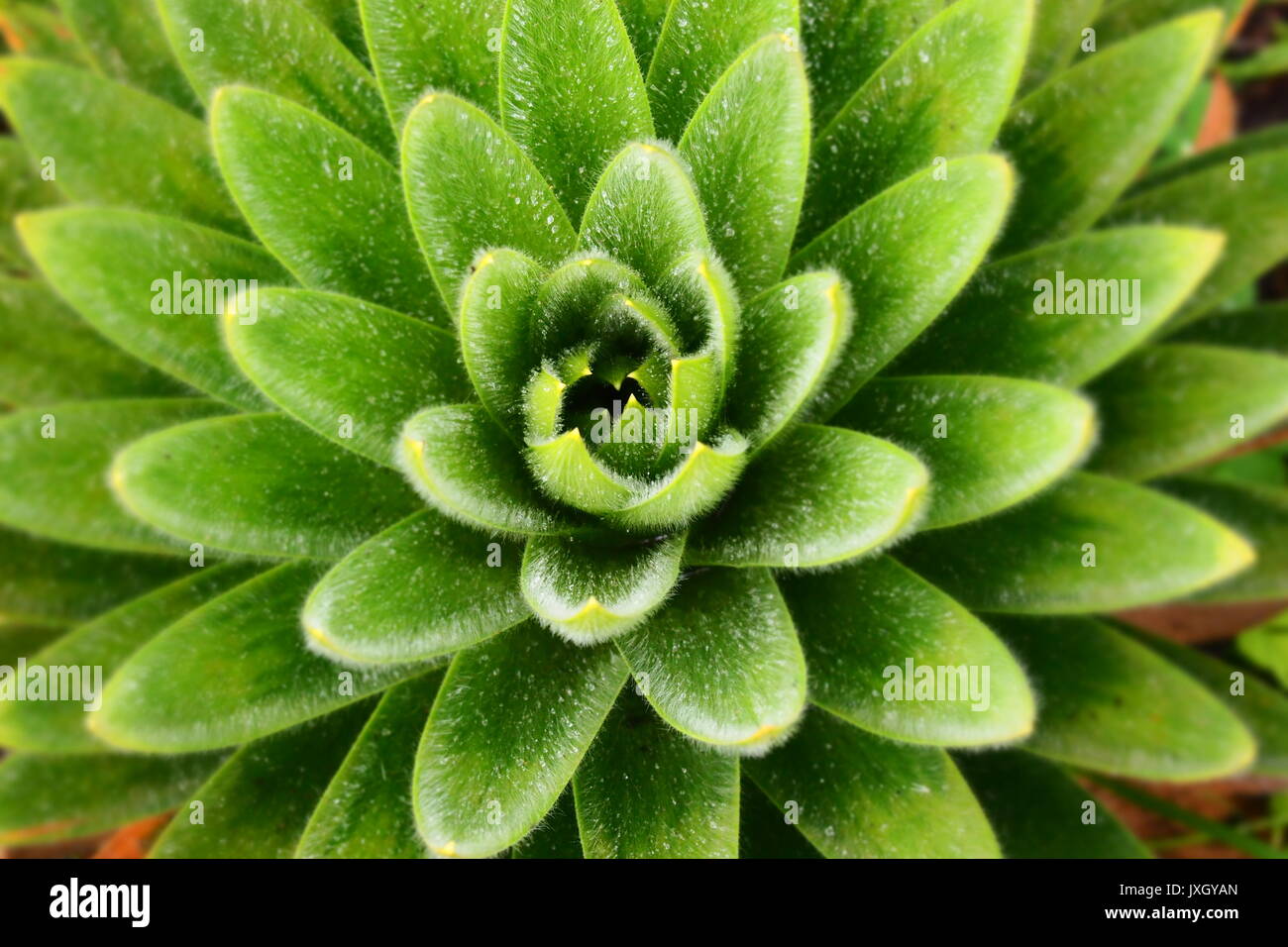 Plants Stock Photo