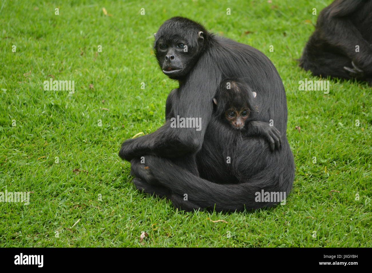 El frágil lazo entre los monos araña negros y las comunidades locales de  Colombia | América Futura | EL PAÍS América, image size:1300x956