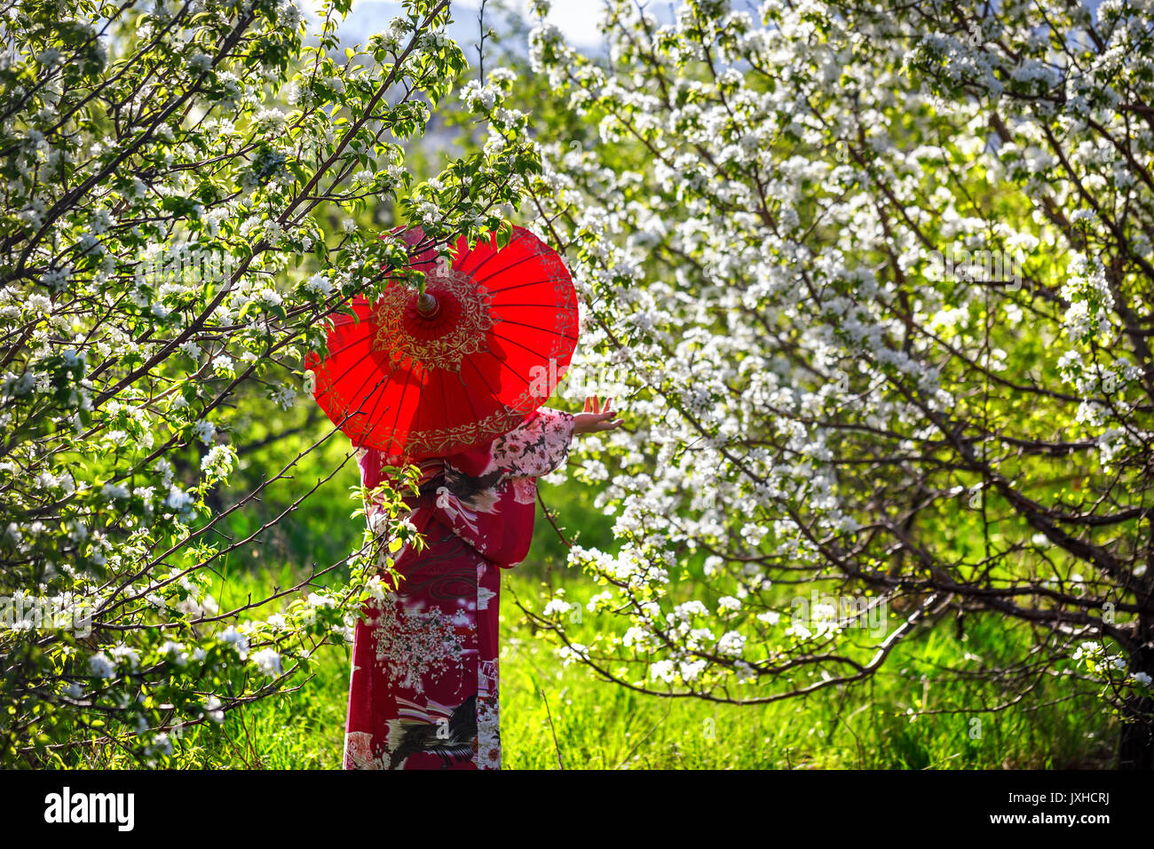 Woman in kimono with red umbrella in the garden with cherry flowers blossom at sunrise Stock Photo