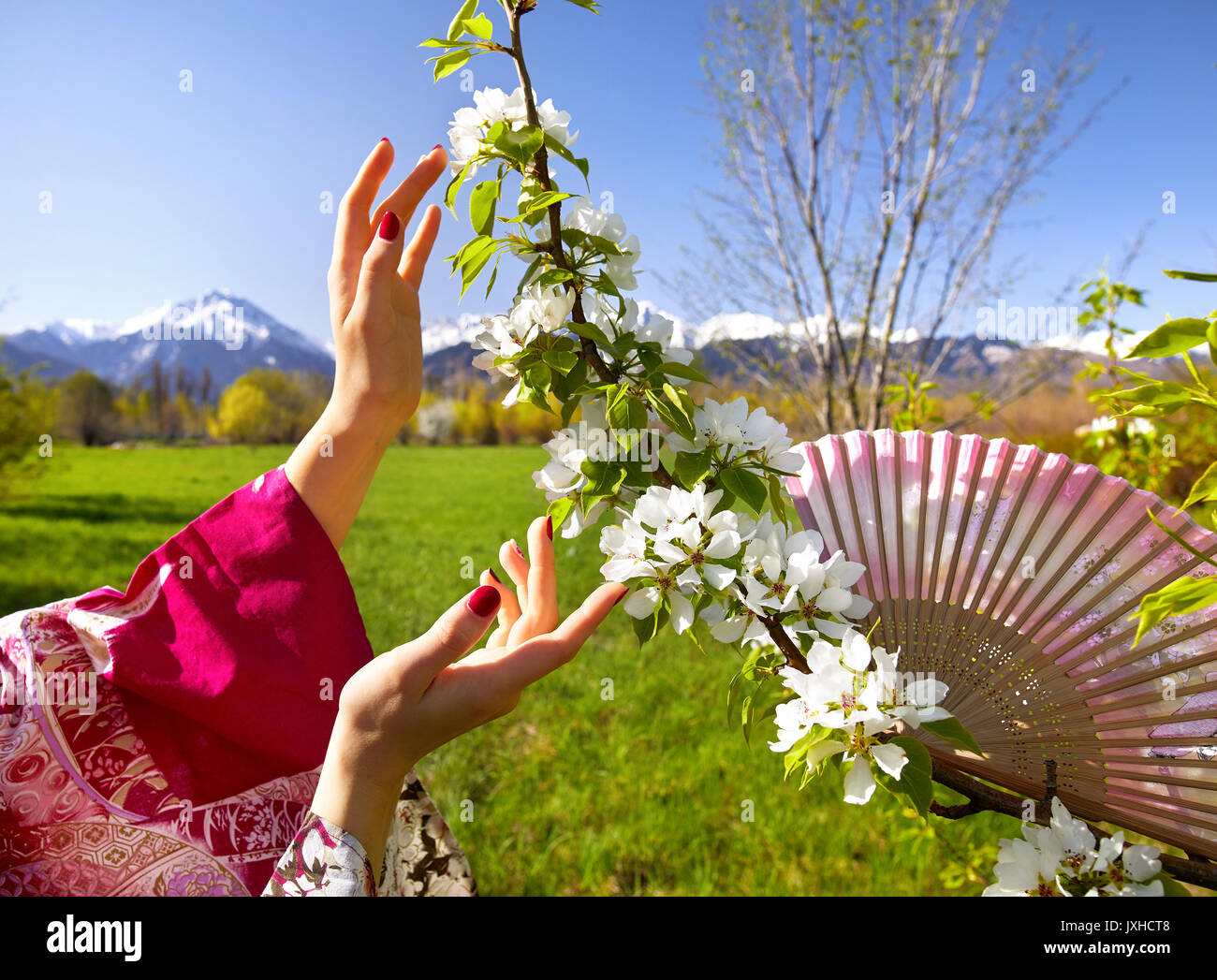 Woman in pink kimono touching flowers of blossom cherry by her hands. Spring season concept. Stock Photo