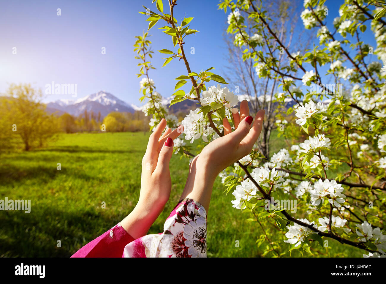 Woman in pink kimono touching flowers of blossom cherry by her hands. Spring season concept. Stock Photo