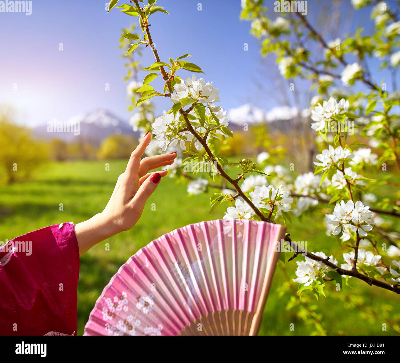 Woman in pink kimono touching flowers of blossom cherry by her hand. Spring season concept. Stock Photo