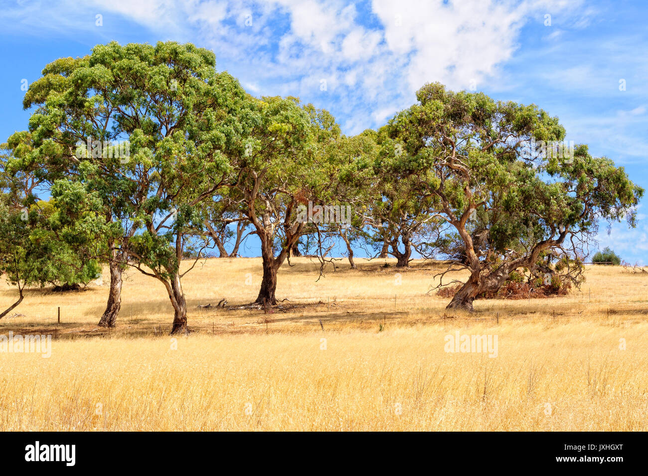 Gum trees under the clouds in the heat of the summer - Mintaro, SA, Australia Stock Photo