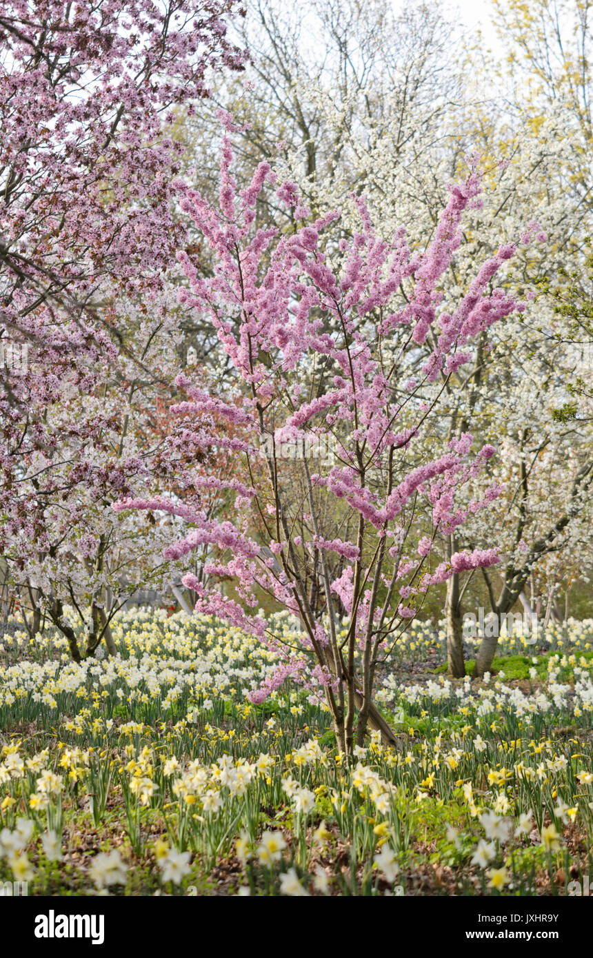Cherries (Prunus) and daffodils (Narcissus) Stock Photo