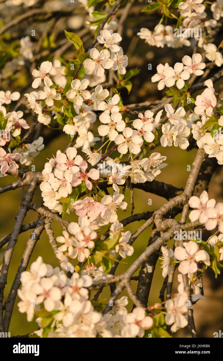 Wild cherry (Prunus avium 'Pendula') Stock Photo