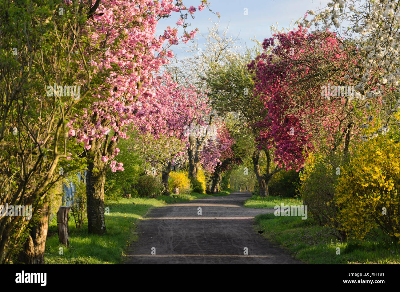 Avenue with flowering fruit trees Stock Photo