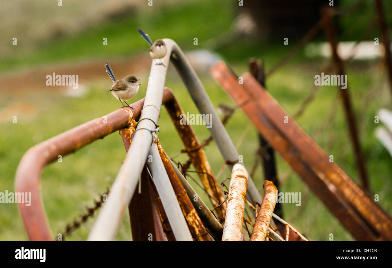 Fairy wrens jumping around country metal gates Stock Photo