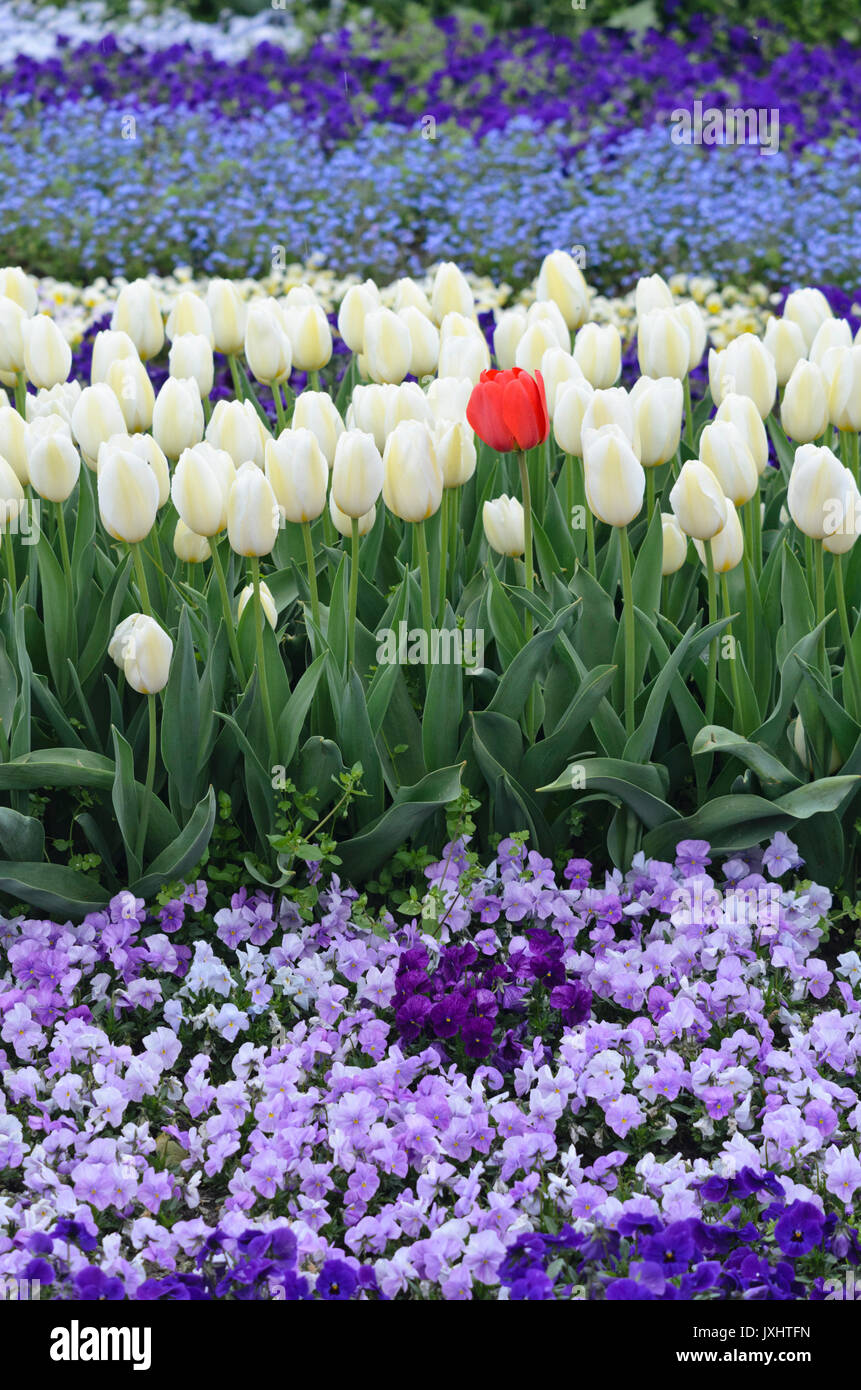 Tulips (Tulipa) and violets (Viola) Stock Photo
