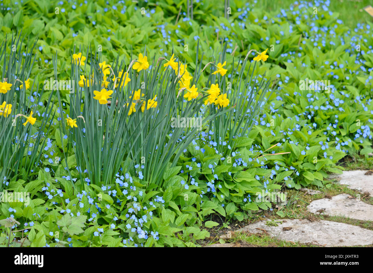 Daffodil (Narcissus) and blue-eyed Mary (Omphalodes verna) Stock Photo