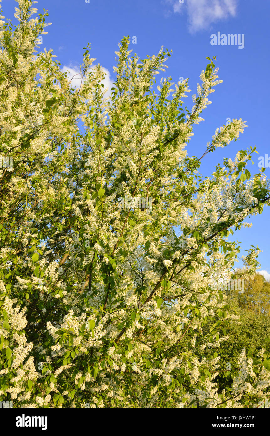 Bird cherry (Prunus padus Stock Photo - Alamy