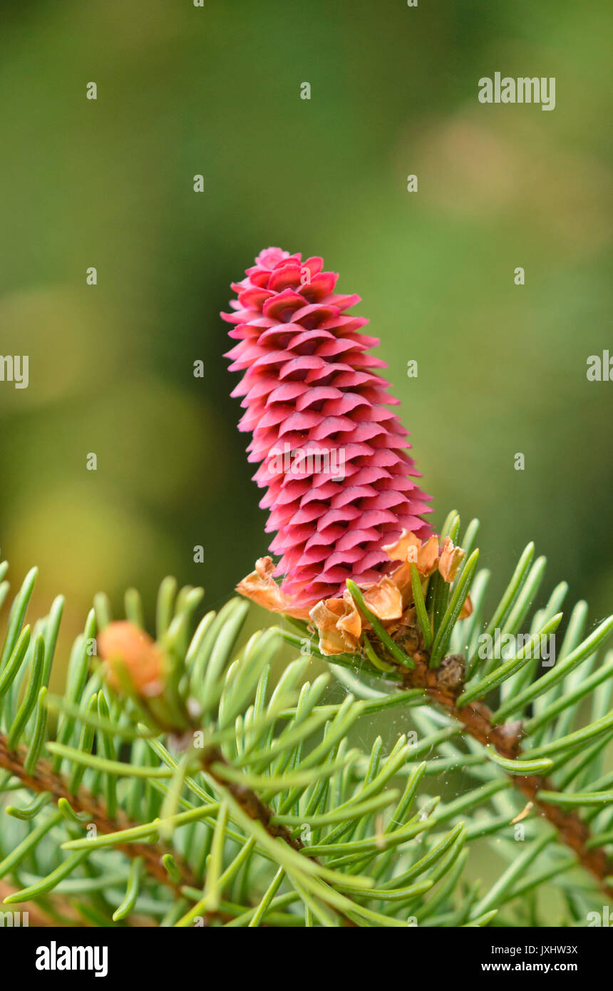 Common spruce (Picea abies 'Acrocona') Stock Photo