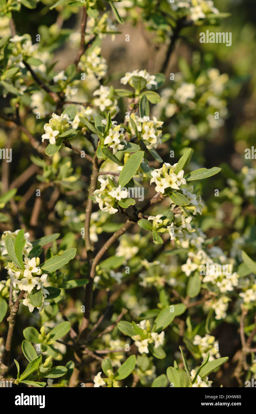 Alpine daphne (Daphne alpina) Stock Photo