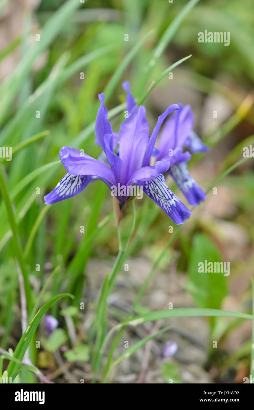 Dwarf iris (Iris ruthenica) Stock Photo