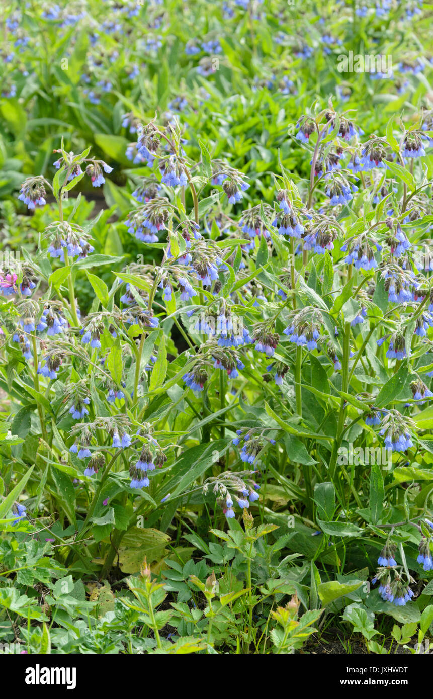 Blue comfrey (Symphytum azureum) Stock Photo