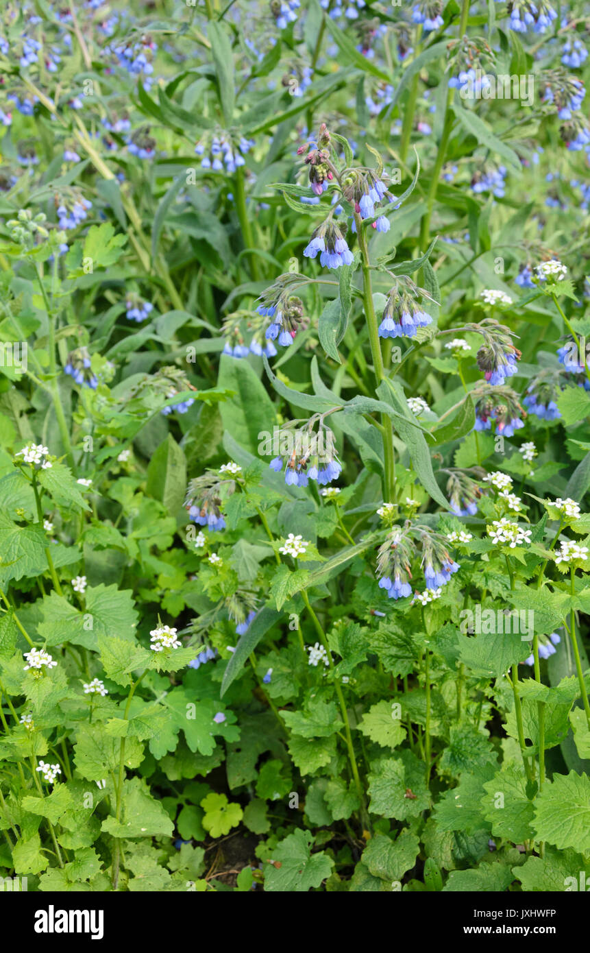 Blue comfrey (Symphytum azureum) and garlic mustard (Alliaria petiolata) Stock Photo
