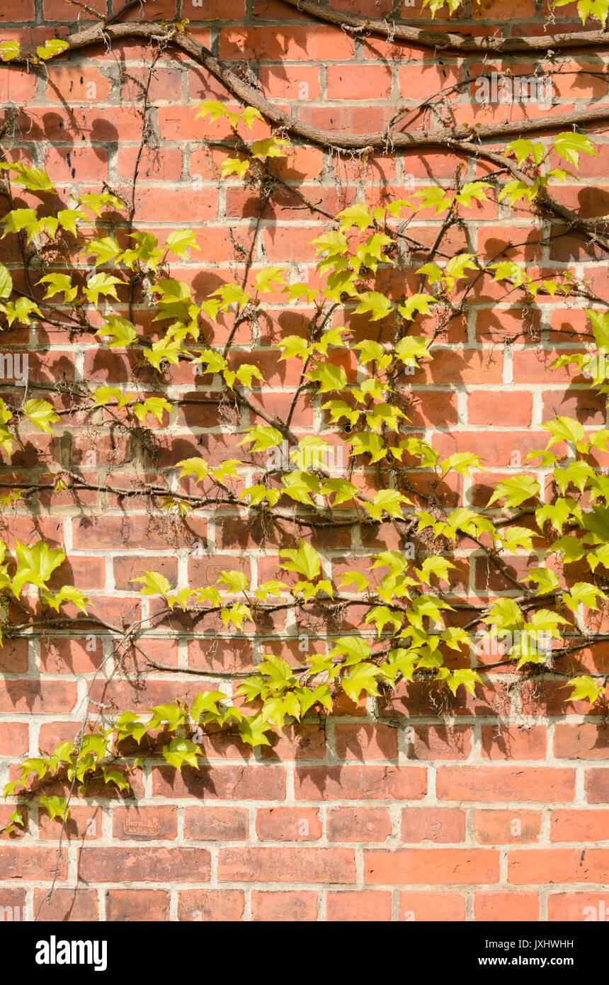 Japanese creeper (Parthenocissus tricuspidata) Stock Photo