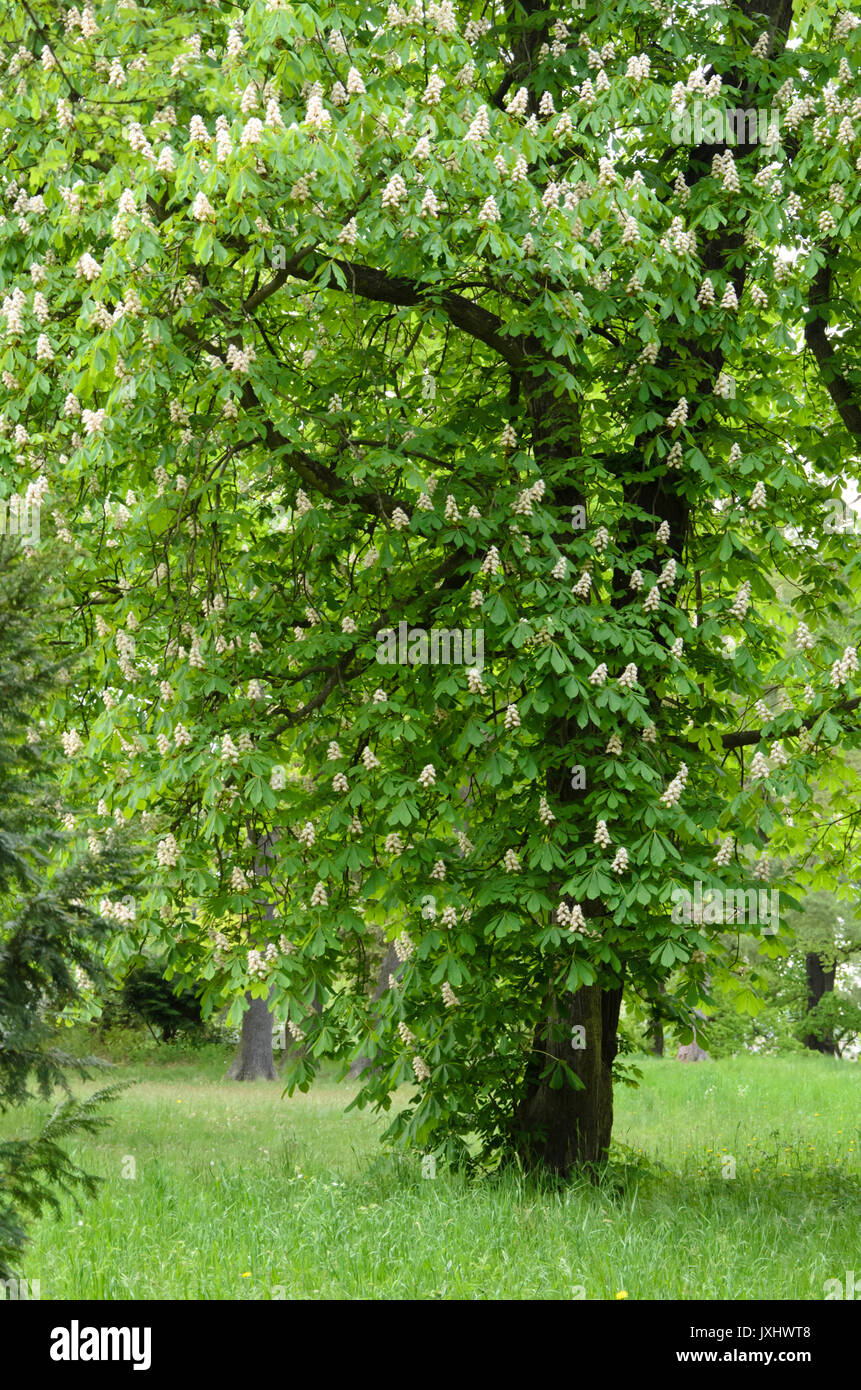 Common Horse Chestnut Aesculus Hippocastanum Stock Photo Alamy